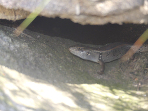 Liopholis compressicauda