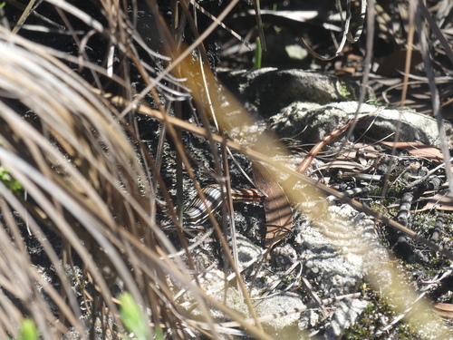 Copper-tailed Ctenotus