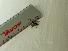 Phidippus bidentatus