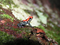 Ranitomeya reticulata