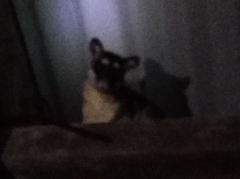 Philander opossum