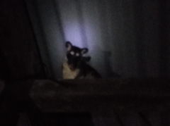 Philander opossum
