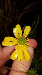 Ranunculus nivicola