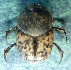 Onthophagus nuchicornis