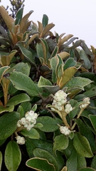 Brachyglottis elaeagnifolia