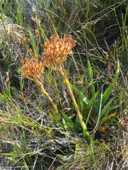 Dilatris viscosa