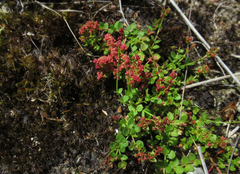 Gonocarpus micranthus