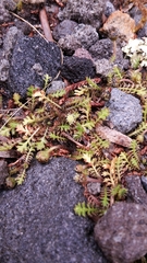 Leptinella squalida