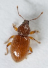 Barypeithes pellucidus