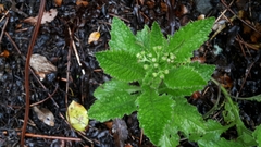 Senecio rufiglandulosus