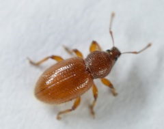 Barypeithes pellucidus