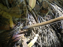 Pygopus lepidopodus