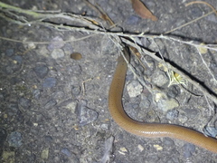 Pygopus lepidopodus