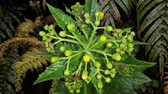 Senecio rufiglandulosus