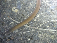 Pygopus lepidopodus