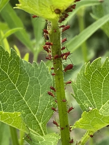 Dusky-tailed Sunflower Aphid photo 4