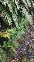 Senecio rufiglandulosus