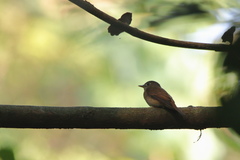 Muscicapa muttui