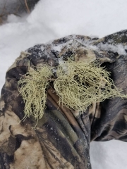 Usnea subscabrosa