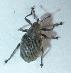 Ceutorhynchus obstrictus