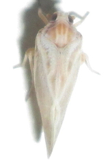 Meenoplidae
