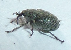 Ceutorhynchus obstrictus