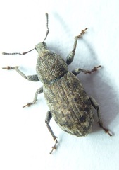 Dyslobus decoratus