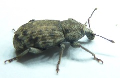 Dyslobus decoratus