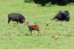 Giant Forest Hog photo 3