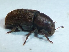 Hylurgops rugipennis