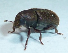 Hylurgops rugipennis