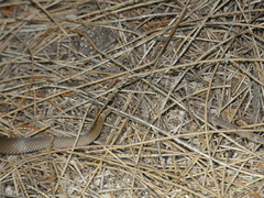 Cacophis squamulosus