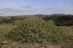 Arctostaphylos myrtifolia