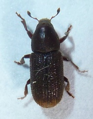 Hylurgops rugipennis