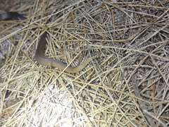 Cacophis squamulosus