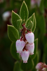 Arctostaphylos myrtifolia