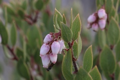 Arctostaphylos myrtifolia