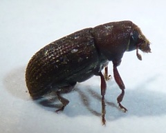 Hylurgops rugipennis