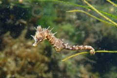 Short-Snouted Seahorse photo 2