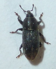 Mecinus pyraster