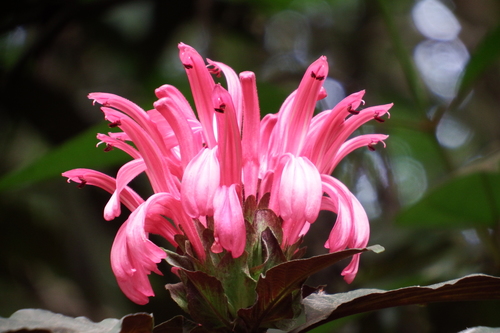 Justicia carnea