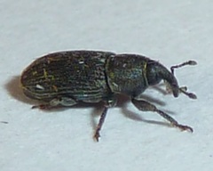 Mecinus pyraster