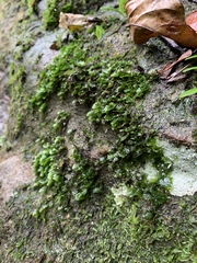 Crepidomanes minutum