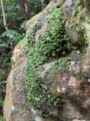 Crepidomanes minutum