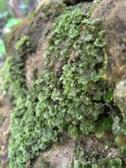 Crepidomanes minutum