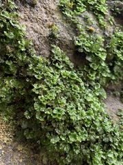 Crepidomanes minutum