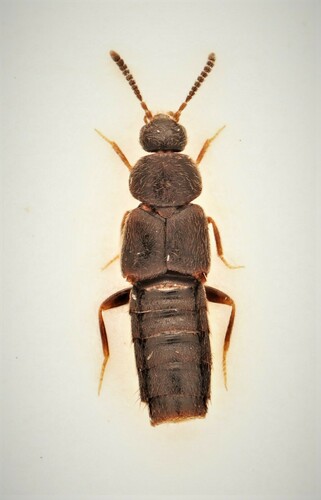 Oxypoda chantali
