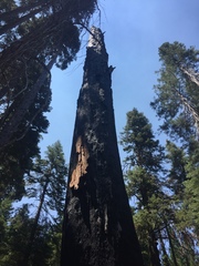 Sequoiadendron giganteum