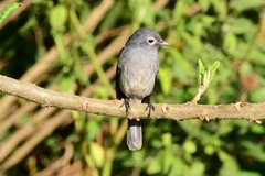 Melaenornis fischeri