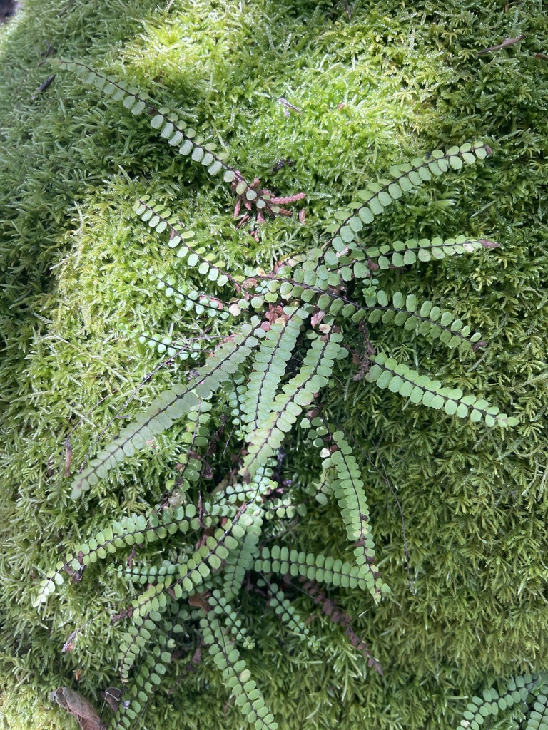 Maidenhair Spleenwort From Bruce CA ON CA On June 14 2023 At 01 00 PM By Laurapisko INaturalist